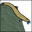 aceziw