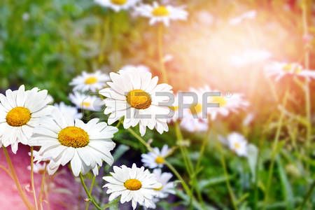 55489655-wildflowers-daisies.-summer-landscape.-white-chamomile-flowers.jpg