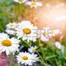 55489655-wildflowers-daisies.-summer-landscape.-white-chamomile-flowers.jpg